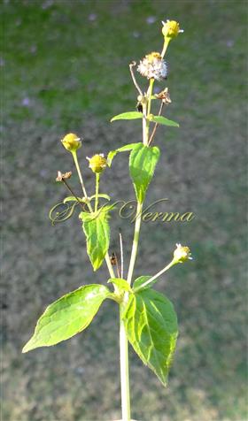  Flowering shoot